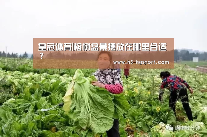 皇冠体育|榕树盆景摆放在哪里合适?(图2) 皇冠体育app